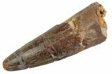 Fossil Spinosaurus Tooth - Feeding Worn Tooth #367940-1
